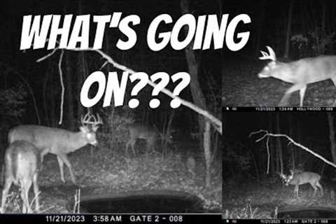 TRAIL CAM DETECTIVE: I told a client when to take days off by watching 2 trail cameras!