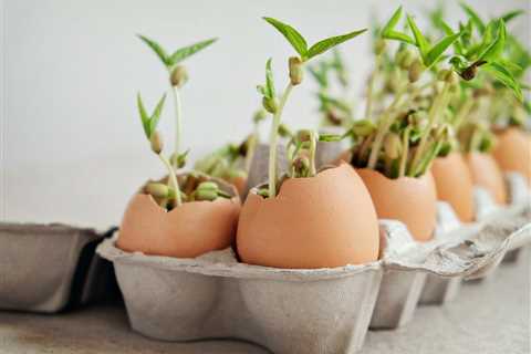 Egg Carton Seedlings