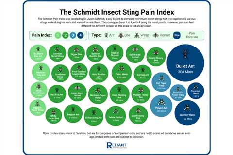 Insects You’ll Want to Avoid: The Worst Bug Stings in North America