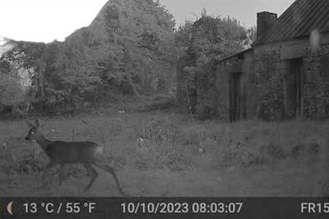 Deer Video Only Edit GardePro A3 Trail Camera 3 of 8 FR15 Côtes d''Armor,  Brittany, France