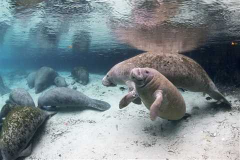 A Manatee Meet-Up: Watch Hundreds of Sea Cows Gather In Florida