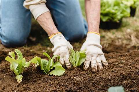 DIY Fertilizers for Thriving Survival Gardens