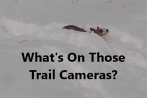 What''s On Those Trail Cameras?