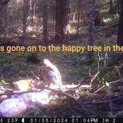 A Collared Pacific Fisher & Dying Cameras in the Snow - Trail Camera Pictures