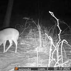 Trail Camera #2 Footage 2/5/2024 to 2/14/2024