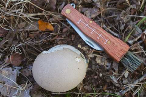 Puffball Mushroom Identification and Foraging Guide