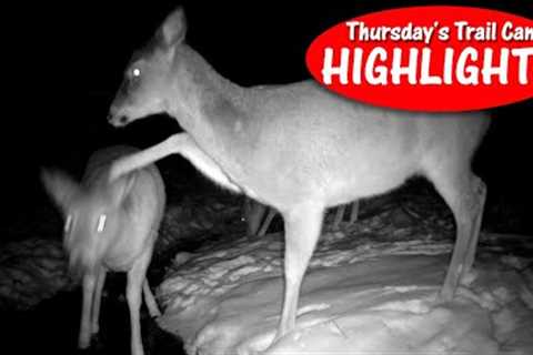 I''ll Whack You! Fight Over Water, Buck Chase Grunts: Thursday Trail Cam Highlights 2.8.24