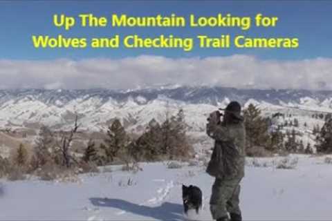 Up The Mountain Looking For Wolves and Checking Trail Cameras