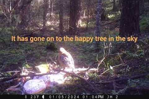 A Collared Pacific Fisher & Dying Cameras in the Snow - Trail Camera Pictures