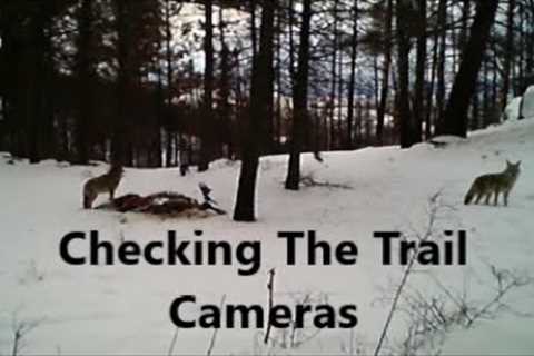 Checking The Trail Cameras