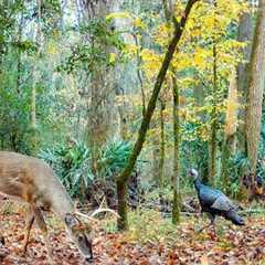 A Camera in the Deer Woods (Alabama Trail Cam)