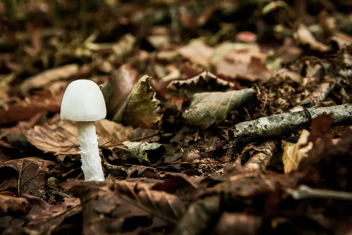 Can AI Tell You Which Mushrooms Will Kill You?