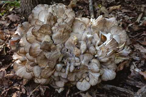 Maitake Mushrooms: How to Identify Hen of the Woods
