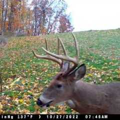 The Best Trail Camera videos 11-1-2022 edition. #trailcamology #trailcam #wildlife