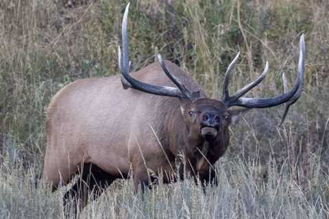 Bowhunting In Utah