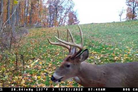 The Best Trail Camera videos 11-1-2022 edition. #trailcamology #trailcam #wildlife