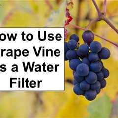 Branches and Vines as Water Filters?