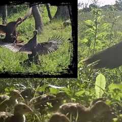 Game Trail Camera Montage of the Back Field High Knoll