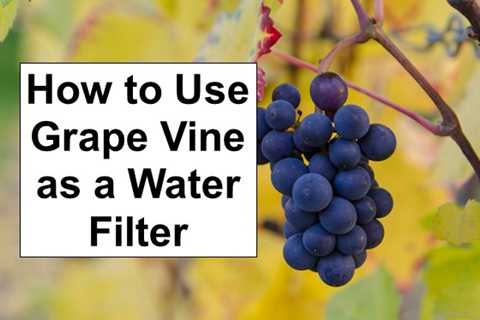 Branches and Vines as Water Filters?