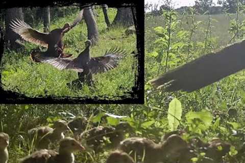 Game Trail Camera Montage of the Back Field High Knoll