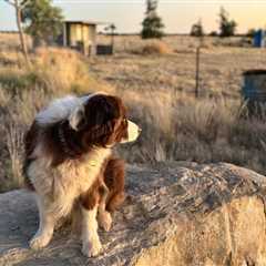 Camping: Pet-Friendly Camping Spots in Australia