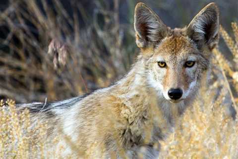 Coyote Hunting Debate: Unpacking the Reasons and Repercussions
