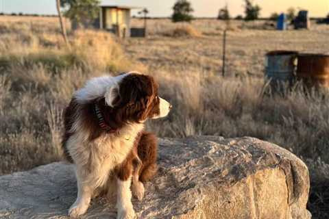 Camping: Pet-Friendly Camping Spots in Australia