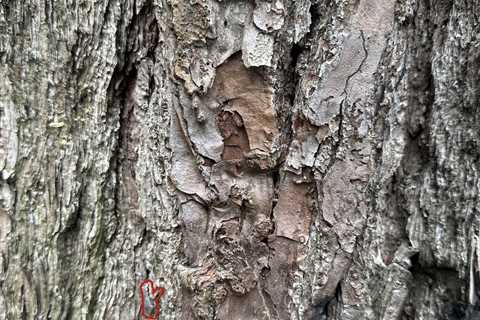 ‘Spotted This Frog While Hiking’ . . . What Frog? Can You Find It?