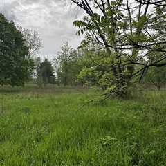 Can You Find the Random Deer Hiding in This Photo?