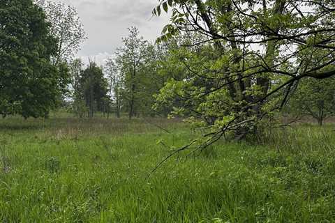Can You Find the Random Deer Hiding in This Photo?