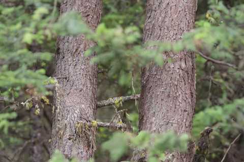Can You Find the Owl? This Camouflage Is Too Good to Be True