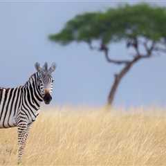 This Sweet Bond Between Rhino Calf And Baby Zebra Has The Internet Collectively Awwing