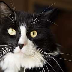 Cat Who Disappeared During Road Trip Is Found Five Months Later Unharmed