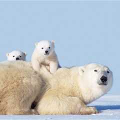 Wild Polar Bear Mom Warms Hearts As She ‘Adopts’ Orphaned Cub