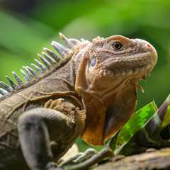 Iguanas On The Brink Of Extinction Receive Their Own Dating Island