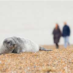 Fisherman Saved Baby Seal After They Went After The Same Fish