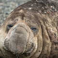 Beachgoer Follows Unusual Tracks And Is Surprised By What They Find