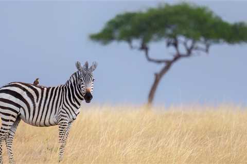 This Sweet Bond Between Rhino Calf And Baby Zebra Has The Internet Collectively Awwing