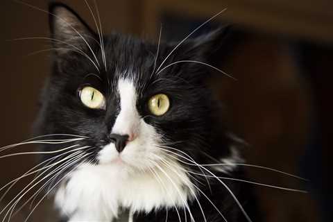 Cat Who Disappeared During Road Trip Is Found Five Months Later Unharmed