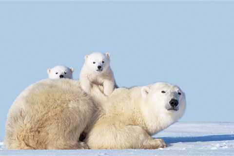 Wild Polar Bear Mom Warms Hearts As She ‘Adopts’ Orphaned Cub
