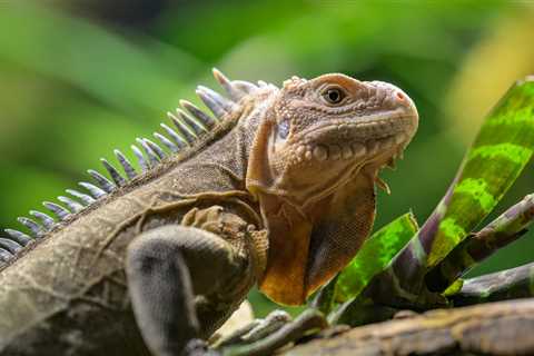 Iguanas On The Brink Of Extinction Receive Their Own Dating Island