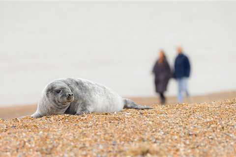 Fisherman Saved Baby Seal After They Went After The Same Fish