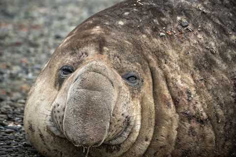 Beachgoer Follows Unusual Tracks And Is Surprised By What They Find