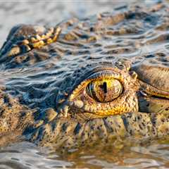 Man Is Hospitalized Following Gnarly Crocodile Attack