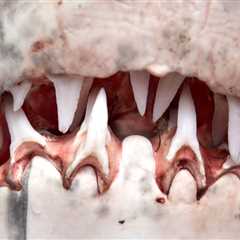 Turns Out Great White Sharks Grow Specialized Teeth For Slicing Bone As They Age…Great