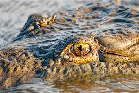 Man Is Hospitalized Following Gnarly Crocodile Attack