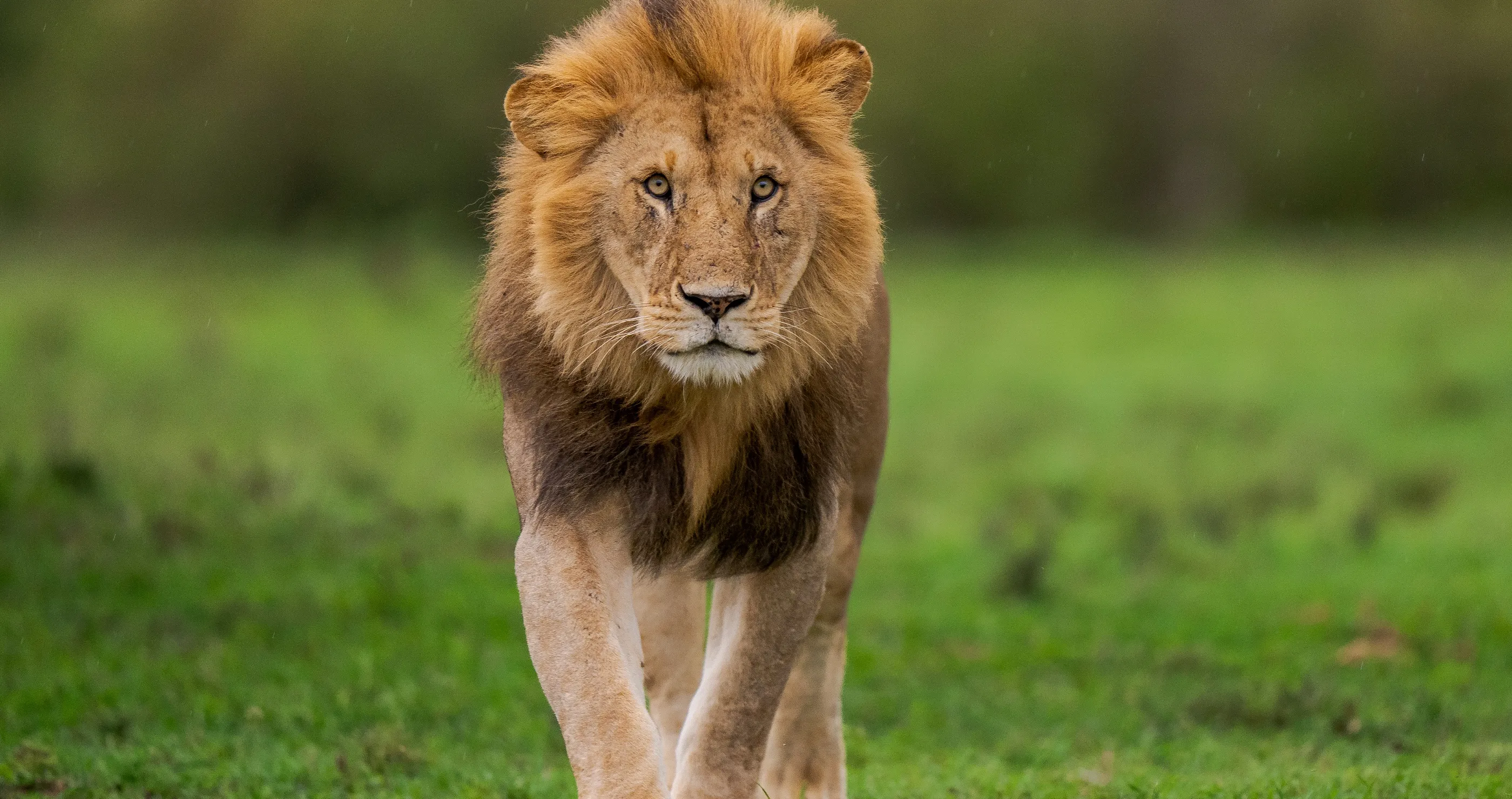 History Is Made After 3 Rescue Lions Are Moved From Hondurous To The U.S.