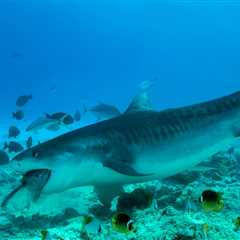 Tiger Shark Bit Scuba Diver In A Case Of Mistaken Identity