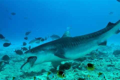 Tiger Shark Bit Scuba Diver In A Case Of Mistaken Identity
