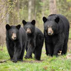 As Warm Weather Brings Bears Out Of Hibernation Experts Share How To Peacefully Coexist With Them